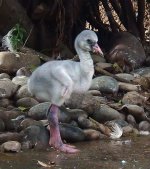 flamingo chick sony DSC01144.jpg