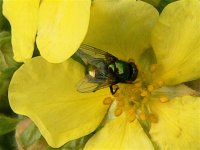 DS greenbottle ? on potentilla 120908 .jpg