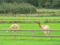 DS alpacas & friend 110908 1.jpg