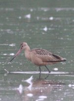 1.MarbledGodwit.JPG