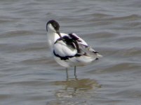 11 AVOCET TITCHWELL 250708.jpg