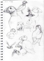 skomer-sketches002.jpg