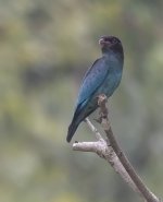 dollarbird P6000_24.jpg