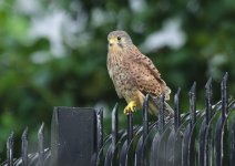 kestrel-00352.jpg