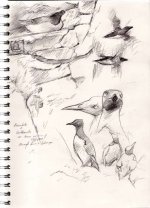 skomer-sketches006.jpg