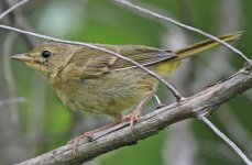 yellowthroat sm.jpg