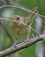 yellowthroat2 sm.jpg