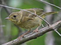 yellowthroat3 sm.jpg