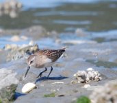 Copy of SANDERLING.JPG