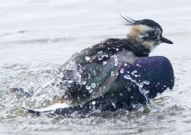 lapwing-00284.jpg