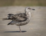 DSC_2214 great blackbacked gull.jpg