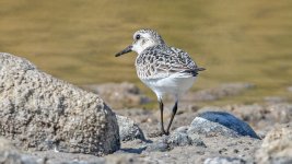 Sanderling (Calidris alba) Kalami Marsh Lesvos 300922 2.1.jpg