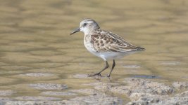 Stint Little Stint Calidris minuta Kalami-Mesa 210922 1.1.jpg