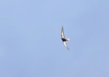 Pallid Swift 1.JPG