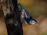 White-breasted Nuthatch 13.jpg