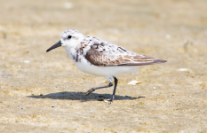 sanderling.png