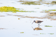 short-billed dowitcher.png