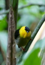 Golden-collared Manakin2.JPG