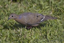 zenaida_dove1.jpg