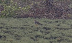 Wader 061 Grey-headed Lapwing 001.jpg