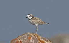 Wader 065 Malaysian Plover 027.jpg