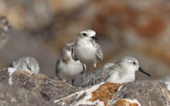 Wader 067 White-faced Plover 017.jpg