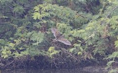 Wader 069 Greater Painted Snipe 002.jpg