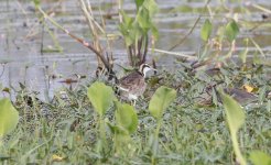 Wader 070 Pheasant-tailed Jacana 050.jpg