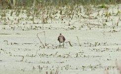 Wader 071 Bronze-winged Jacana 050.jpg