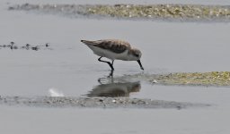 Wader 084 Spoon-billed Sandpiper 011.jpg