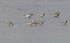 Wader 093 Nordman's Greenshank 041.jpg