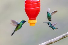 Lesser Violetear and White-bellied Woodstar TBD - Huembo July 18 2022.jpg