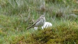 Meadow Pipit 280519 6 (1).JPG