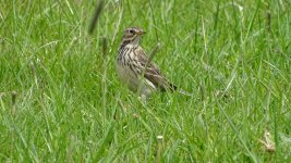 Meadow Pipit 280519 11.JPG