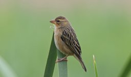 345 Baya Weaver 052.jpg