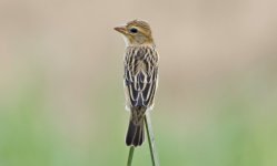 345 Baya Weaver 053.jpg