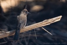 Common bulbul 002.JPG