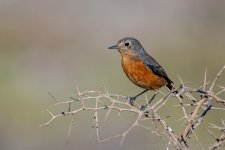 Moussiers redstart 004.JPG