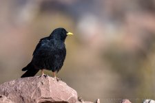 Alpine chough 010.JPG