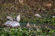 Rock sparrow 005.JPG