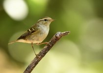 Hume's Warbler?1a.jpeg