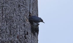 AF Corsican Nuthatches.jpg