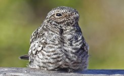 AG Common Nighthawk.jpg