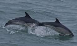 BC Common Dolphins.jpg