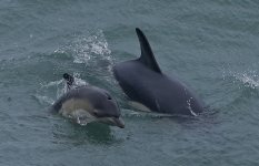 BD Common Dolphins.jpg