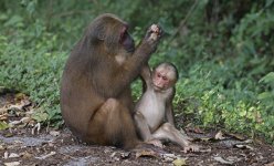 BG Stump-tailed Macaque.jpg