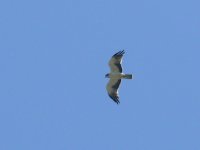 L1210109_Booted Eagle.jpg