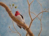 2008 Red-headed Woodpecker.jpg