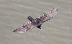 1.TurkeyVulture.JPG