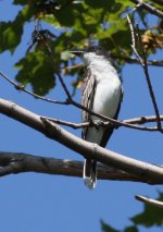 4.EasternKingbird.JPG